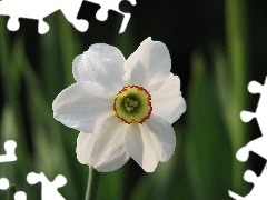 White, narcissus