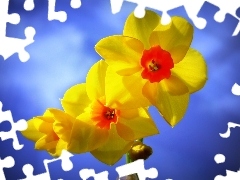 Yellow, narcissus