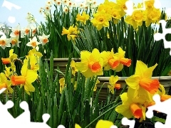 Daffodils, White, Yellow
