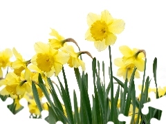 Yellow, narcissus