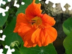 nasturtium