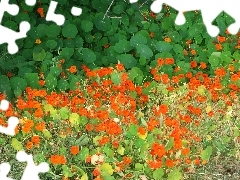 nasturtiums, Orange, Flowers