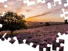 heathers, trees, Netherlands, viewes, Province of Gelderland, heath, Veluwezoom National Park, Sunrise