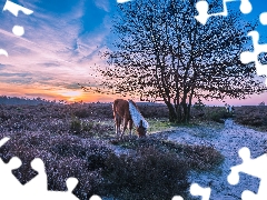 heathers, trees, Netherlands, bloodstock, Province of Gelderland, heath, Veluwezoom National Park, Sunrise