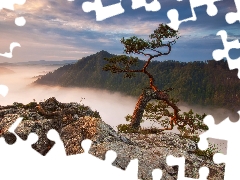 Rocks, Fog, Poland, Sokolica Peak, Pieniny National Park, Mountains, pine, Pieniny