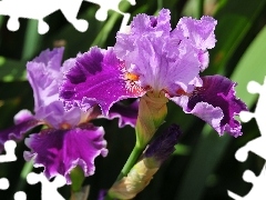 Violet, Flowers, nature, iris