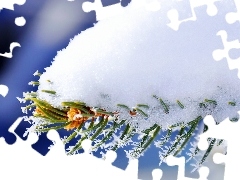 A snow-covered, pine, needle, twig