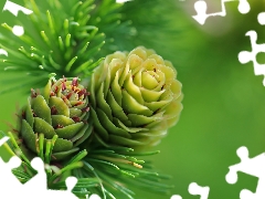 needle, cones, larch