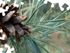 needle, cone, pine