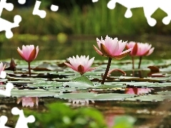 Nenufary, lilies, water