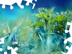 nettle, grass, leaves