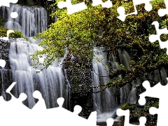 trees, New Zeland, Purakaunui Waterfall