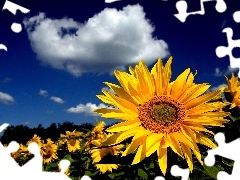 Nice sunflowers, clouds