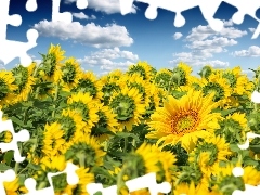 Nice sunflowers, clouds