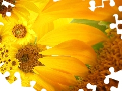 Nice sunflowers, flakes