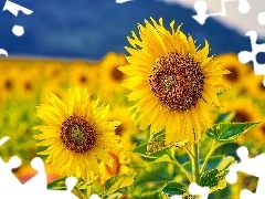 Nice sunflowers, Flowers