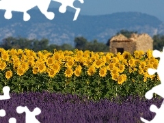 Nice sunflowers, Narrow-Leaf Lavender