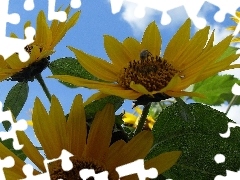 Nice sunflowers, Insect