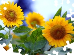 Nice sunflowers, Leaf