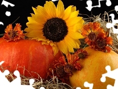 Nice sunflowers, pumpkin