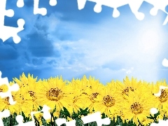 Nice sunflowers, Sky