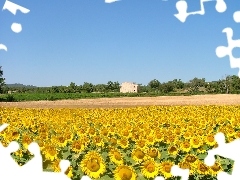 Nice sunflowers, Sky