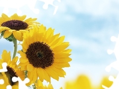Nice sunflowers, Sky