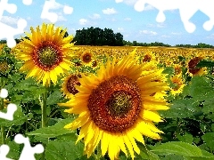 Sky, Flowers, Nice sunflowers