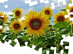 Nice sunflowers, Sky