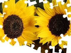 Nice sunflowers