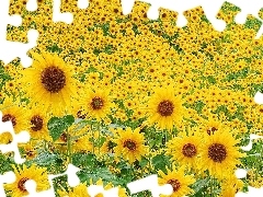 Nice sunflowers