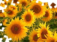 Nice sunflowers