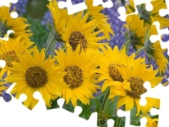 Nice sunflowers