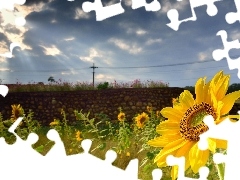 Nice sunflowers, wall