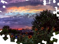 west, clouds, Nice sunflowers, sun