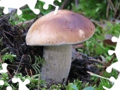 boletus, noble