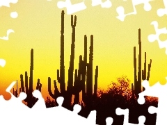 North, Arizona, Desert, america, Cactus