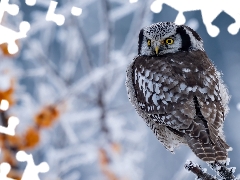 branch pics, owl, Northern hawk-owl