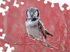 Bird, Red, Twigs, Northern hawk-owl