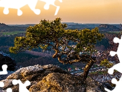 Saxony, Germany, Saxon Switzerland National Park, Děčínská vrchovina, pine, Rocks, Sunrise, trees, Lilienstein Mountain