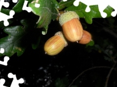 oak, Magnificent, Acorns