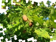 Acorns, trees, oak, Leaf