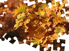 oak, autumn, Brown, Leaf, yellow