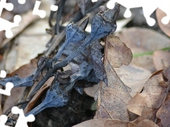 dry, Leaf, oak, Platycodon