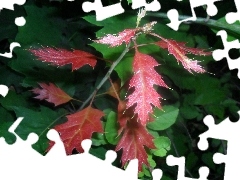 Red, Leaf, oak, green ones