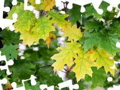 Yellow, Leaf, oak, green ones