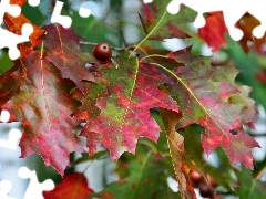 oak, color, Leaf