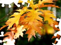 oak, Yellow, Leaf