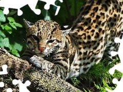 Resting, ocelot