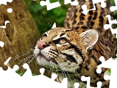 ocelot